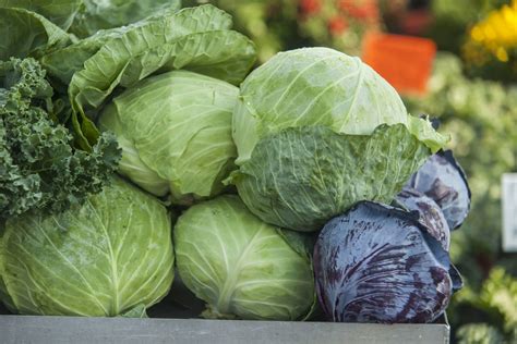 Cabbage And Gout: Lowering Uric Acid And Prevent Gout Attacks