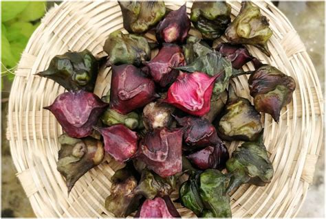 Singhara control diabetes and Piles singhara or Water chestnut benefits ...