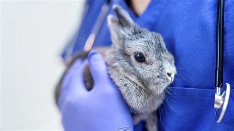 ¿Por qué acudir a veterinarios exóticos?