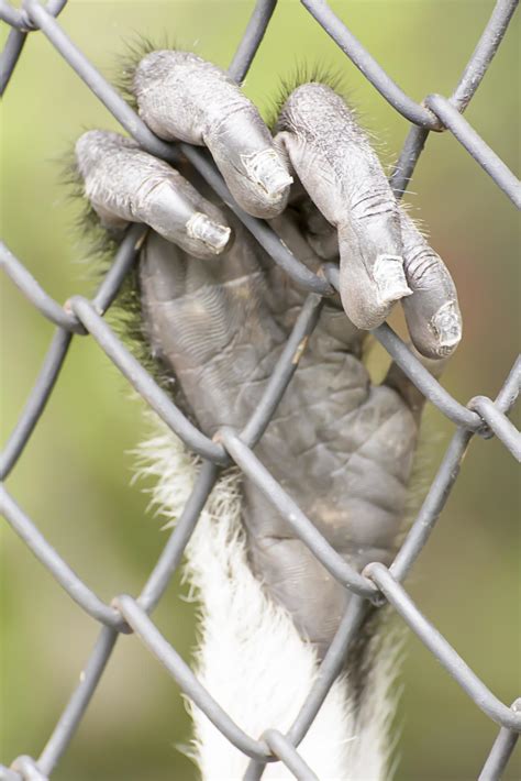 The douc langur take in a zoo 7441079 Stock Photo at Vecteezy