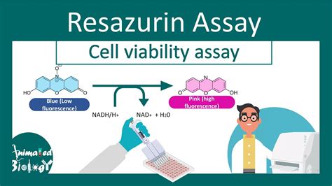 Resazurin Cell Viability Assay | Why Resazurin assay is performed? | principle and application ...