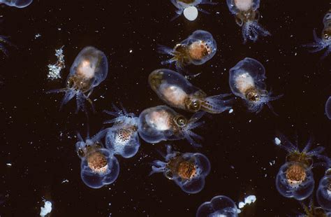 Pacific Giant Octopus Larvae Close Up, British Columbia, Canada ...