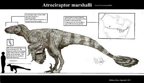 Atrociraptor Pictures & Facts - The Dinosaur Database