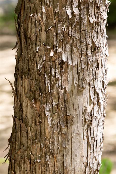 Ironwood Tree Bark • Free Nature Stock Photo