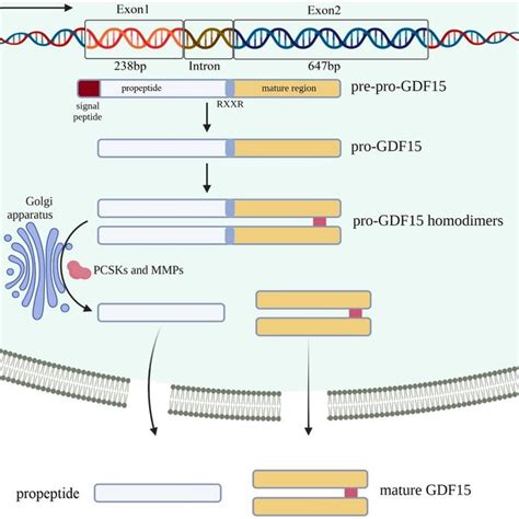 Overview of regulation of GDF15 expression. PPAR-γ: Peroxisome... | Download Scientific Diagram