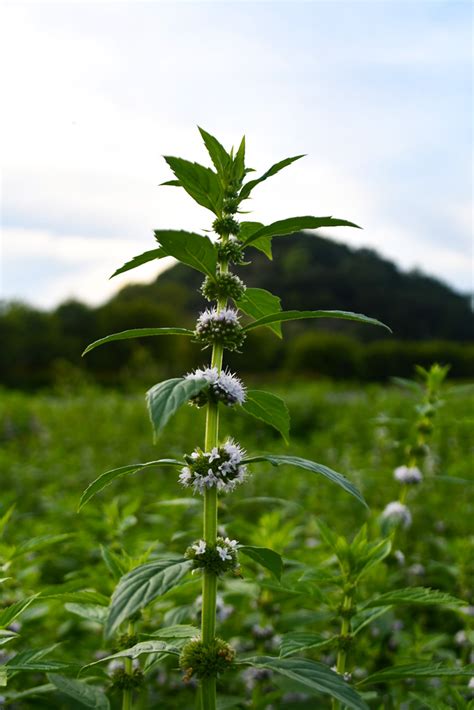 Mentha arvensis Wild Mint | Prairie Moon Nursery