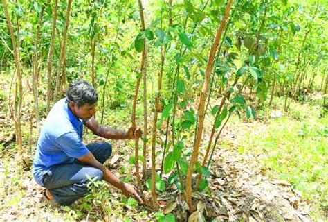 Sri Lanka seeks to trademark cinnamon spice success - Taipei Times