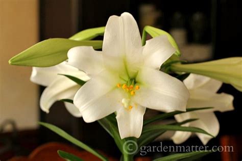 Easter Lilies and a Centerpiece | Hearth and Vine