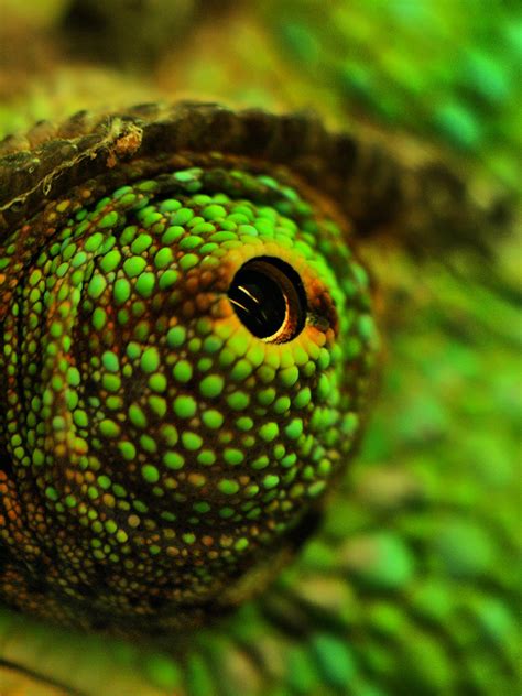 Chameleon's Eye | Macro of a chameleons eye, postprocessed i… | Flickr