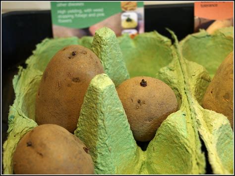 Mark's Veg Plot: Blight-resistant potatoes?