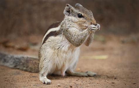 "Indian Squirrel" Images – Browse 306 Stock Photos, Vectors, and Video | Adobe Stock