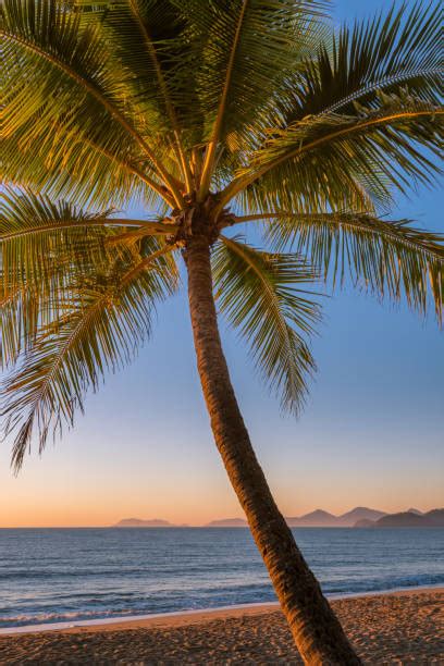 110+ Palm Cove Cairns Beach Queensland Stock Photos, Pictures & Royalty-Free Images - iStock