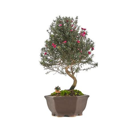 Exclusive bonsai Leptospermum 12 years. Manuka or tea tree | Mistral Bonsai