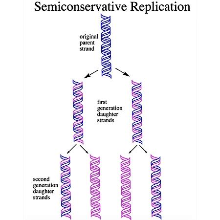 Describe the Term Semi Conservative in Relation to Dna Replication ...