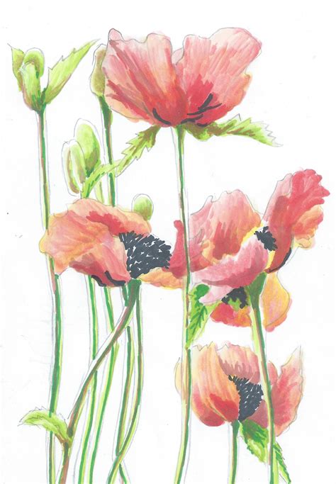 Poppies Drawing at GetDrawings | Free download