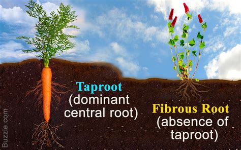 Taproot And Fibrous Root Diagram