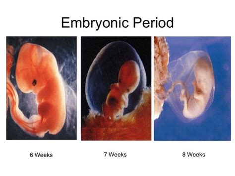 Prenatal Development