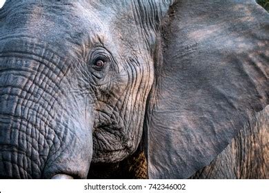 9,983 Close Up Elephant Eyes Images, Stock Photos & Vectors | Shutterstock