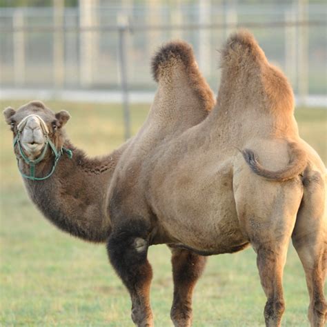 Bactrian Camels | African Safari Wildlife Park - Port Clinton, OH