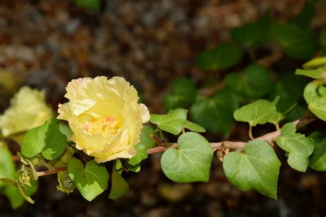 PLANT OF THE MONTH: SAN MARCOS HIBISCUS - Water Use It Wisely