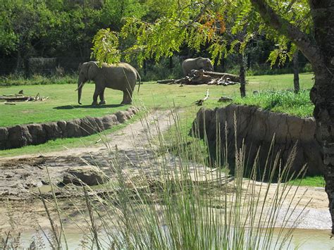 Who Are Habitats For? Electrified Nature in Zoo Exhibits - Sociological Images