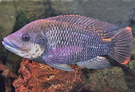 Oreochromis Mossambicus