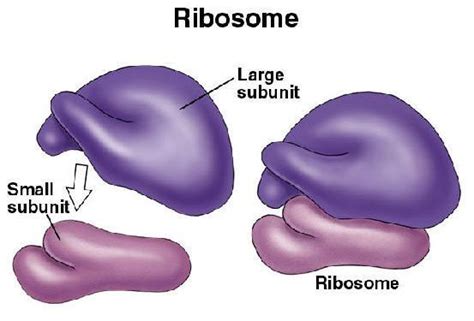 What does ribosomes mean to me?... | Eukaryotic cell, Prokaryotic cell ...