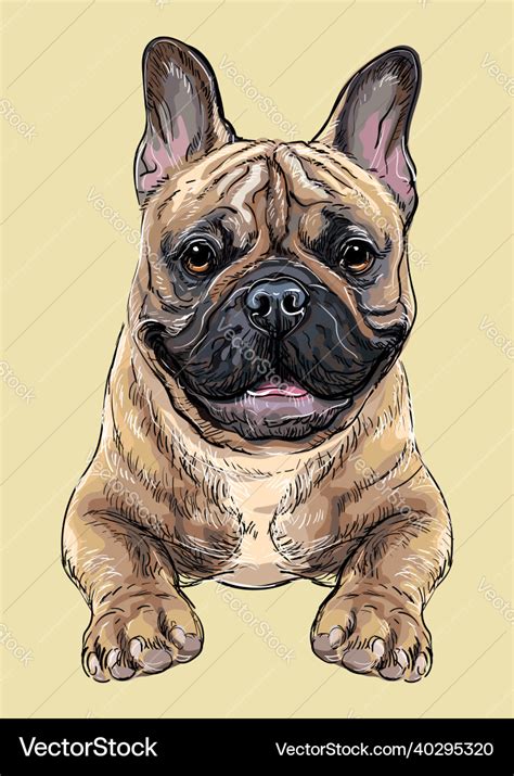 French bulldog dog hand drawing portrait Vector Image