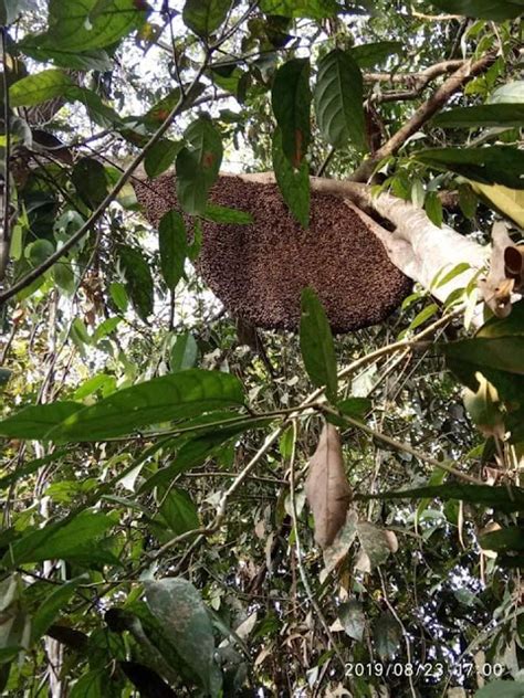 Fotografi. Bertema Fauna Lebah Hutan | Jurnal Apero Fublic. Humaniora