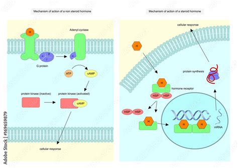 Vettoriale Stock Mechanism of action of a steroid and non steroid hormone | Adobe Stock