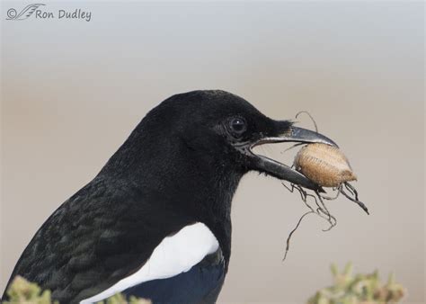 Magpie With A Praying Mantis Egg Case – Feathered Photography