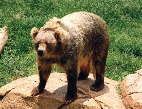 Kodiak bear | Size, Habitat, & Facts | Britannica