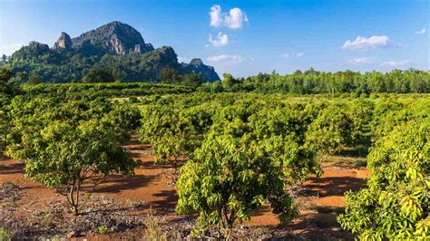 The 3 Finest Tips In The Mango Farming For The Farmers In India