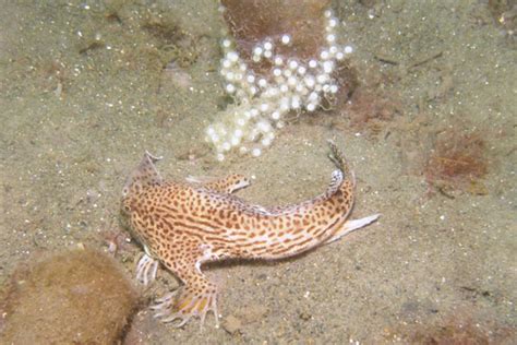 Forgotten species: the rebellious spotted handfish