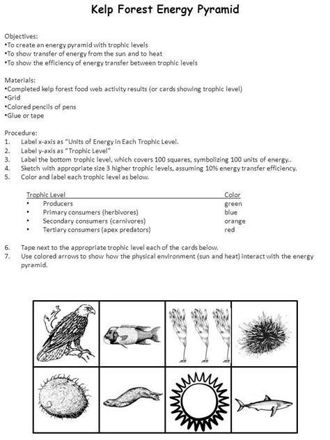 Kelp Forest Energy Pyramid