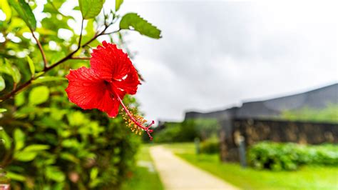 Shuri Castle | Highlights of sightseeing | History explained in an easy-to-understand manner ...