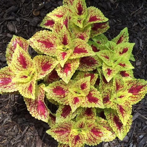 Coleus: Plant Care and Collection of Varieties - Garden.org