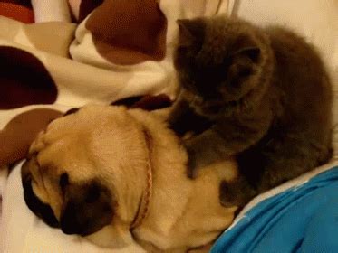 Kitten Massage GIF - Cat Cats Kitten - Discover & Share GIFs