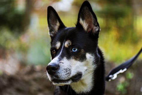 30 Handsome Husky Mixes - The Siberian Husky Mix Guide