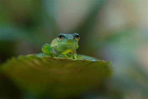 Glass Frogs 101: Transparent Wonders of the Rainforest