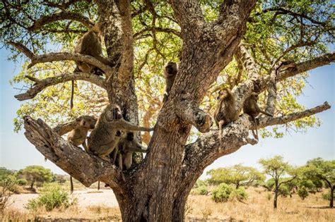 Baboon Family on a Tree. Tarangire National Park Safari, Tanzania Stock Photo - Image of ...