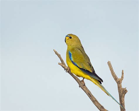 Elegant Parrot | BirdForum