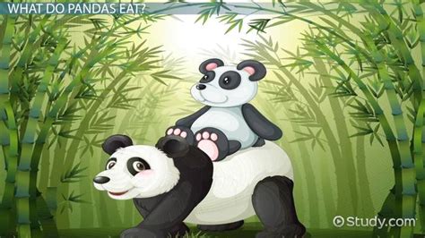 Panda Habitat Facts: Lesson for Kids - Lesson | Study.com