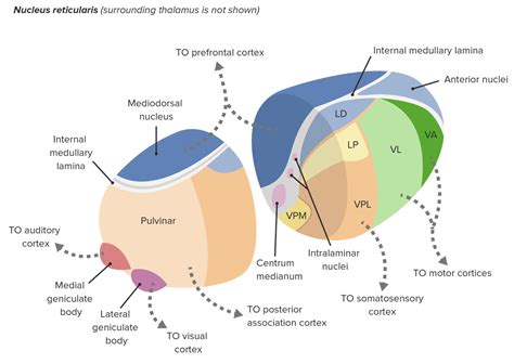 Thalamus Anatomy