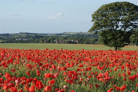 Poppy Fields View, Yorkshire | cjknowles1972