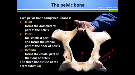 Anatomy Of Pelvic Bone - Human Anatomy