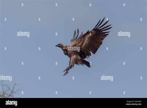 African vulture scavenging Stock Photo - Alamy