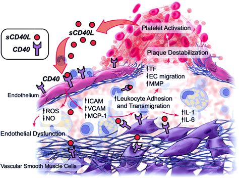 New Markers of Inflammation and Endothelial Cell Activation | Circulation