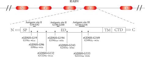 Frontiers | Amino Acid Mutation in Position 349 of Glycoprotein Affect the Pathogenicity of ...