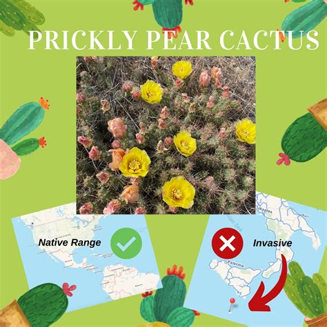 Prickly Pear Cactus | Prickly pear cactus, Prickly pear, Invasive plants